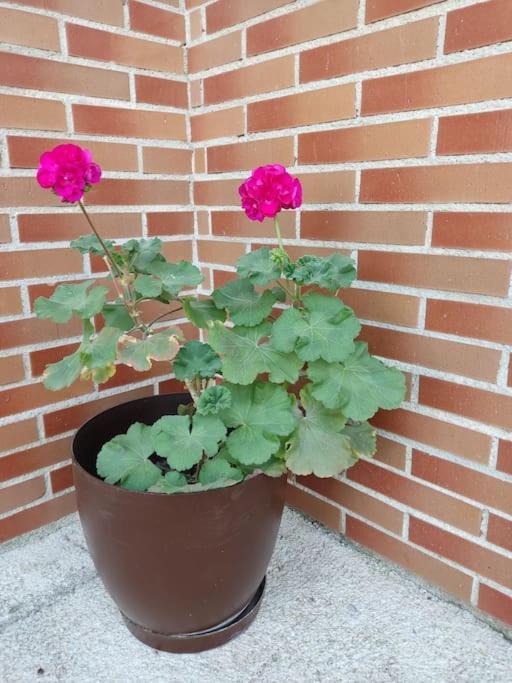 Apartament Casa Laurel Camarles Zewnętrze zdjęcie